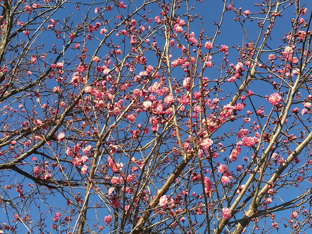 1月11日