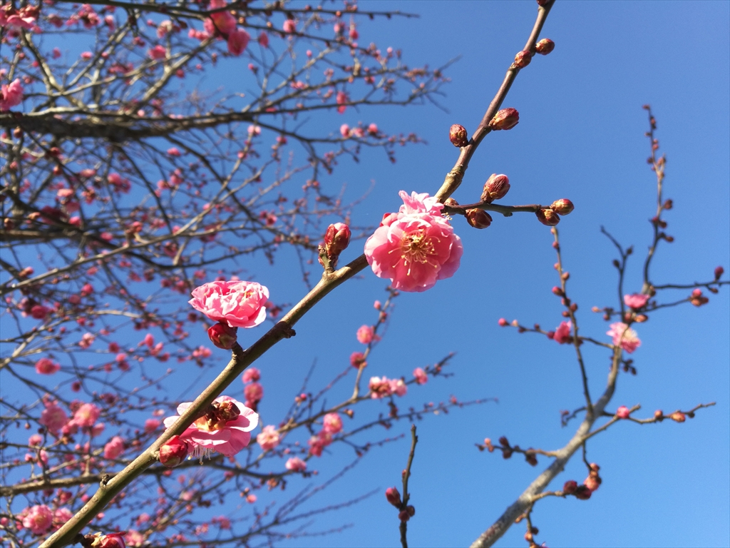 1月11日