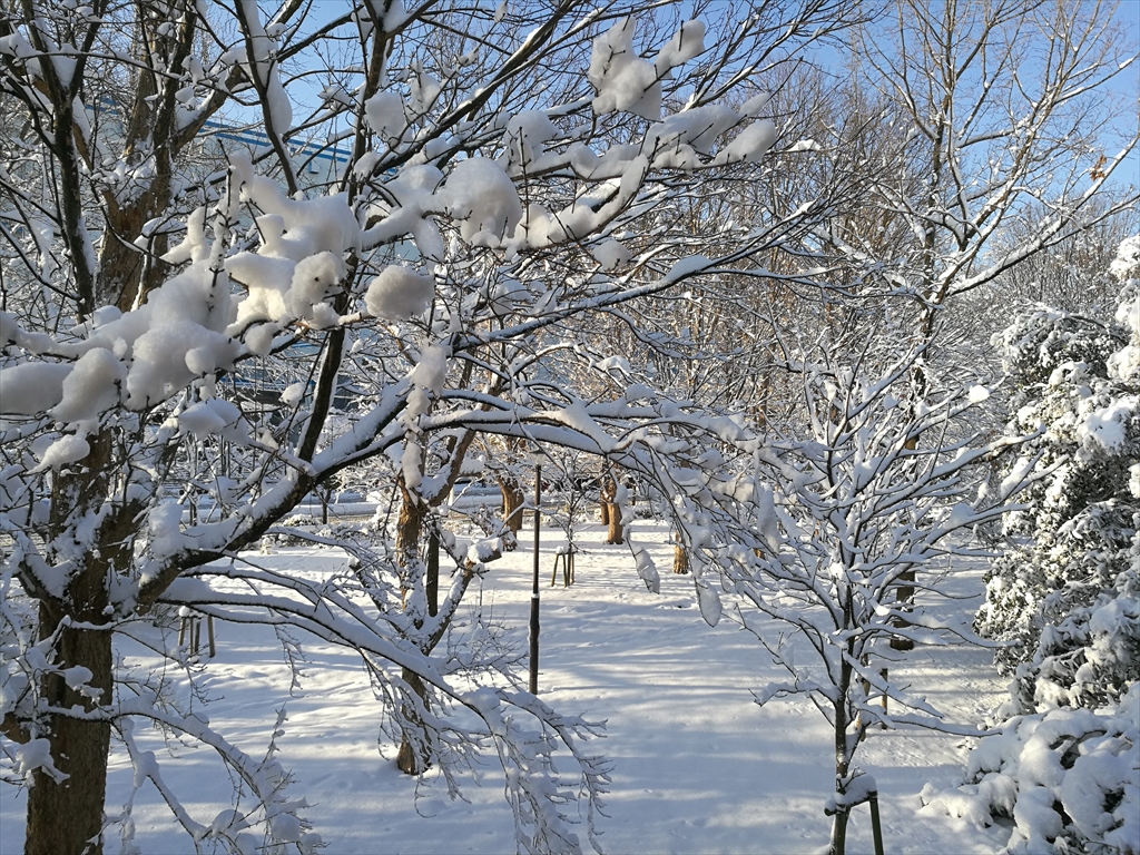 雪景色