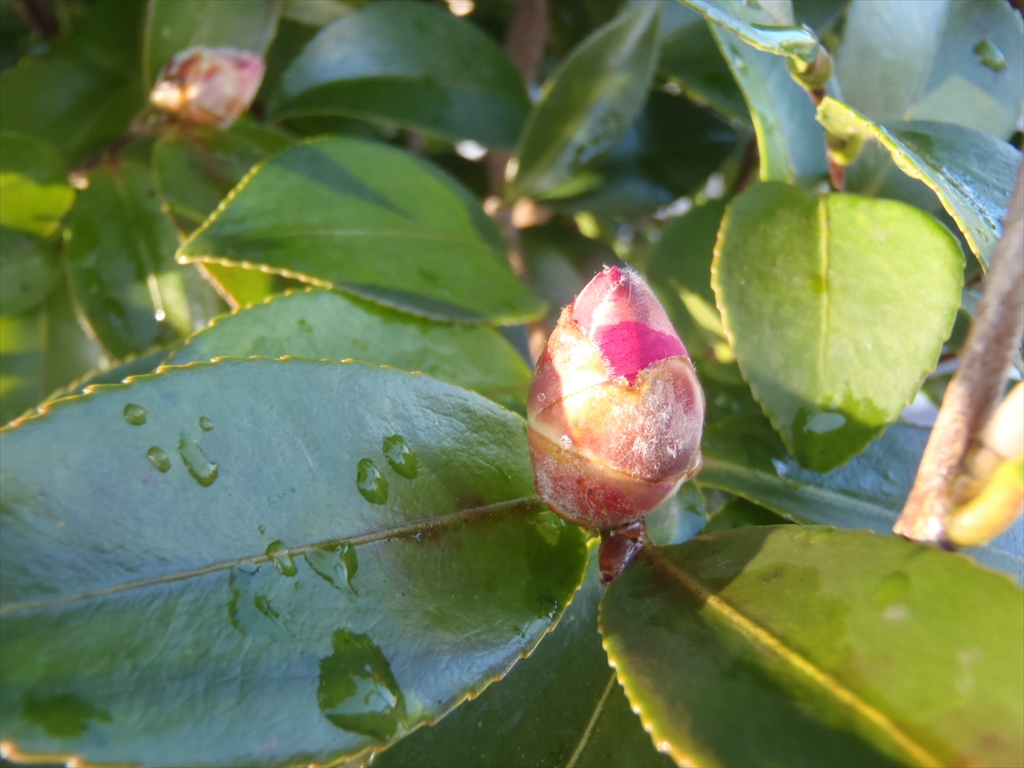 1月8日撮影