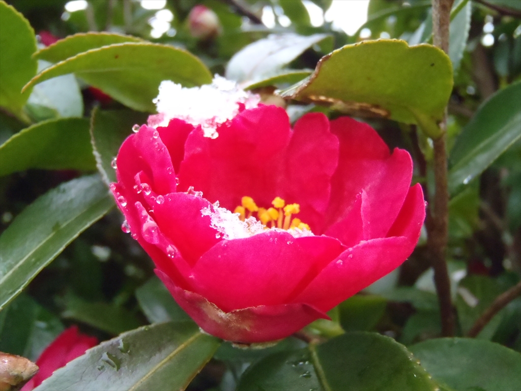 1月25日撮影