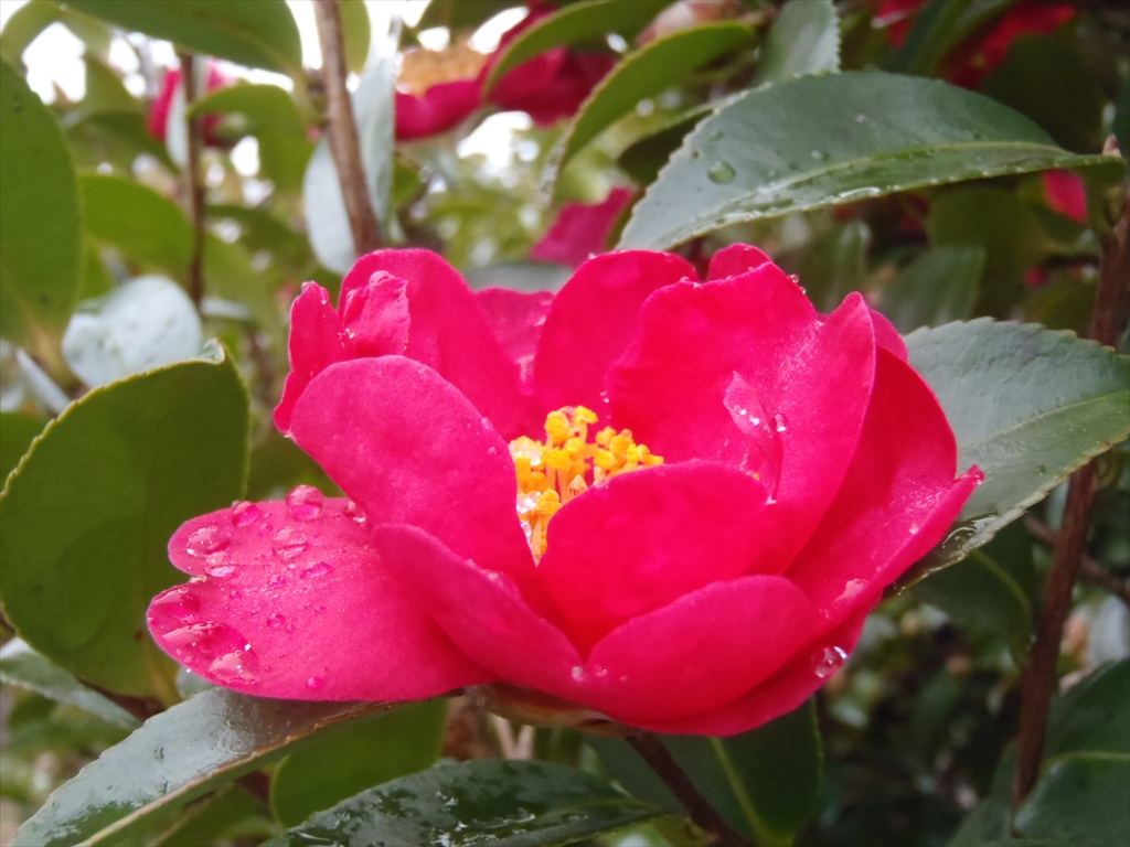 1月25日撮影