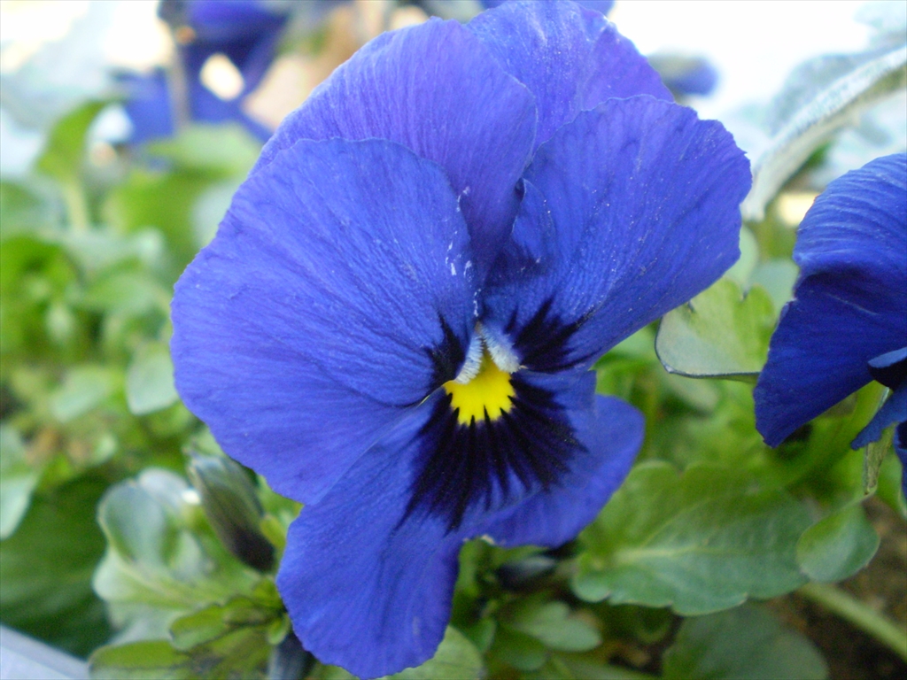 パンジー ビオラ 花から花へ