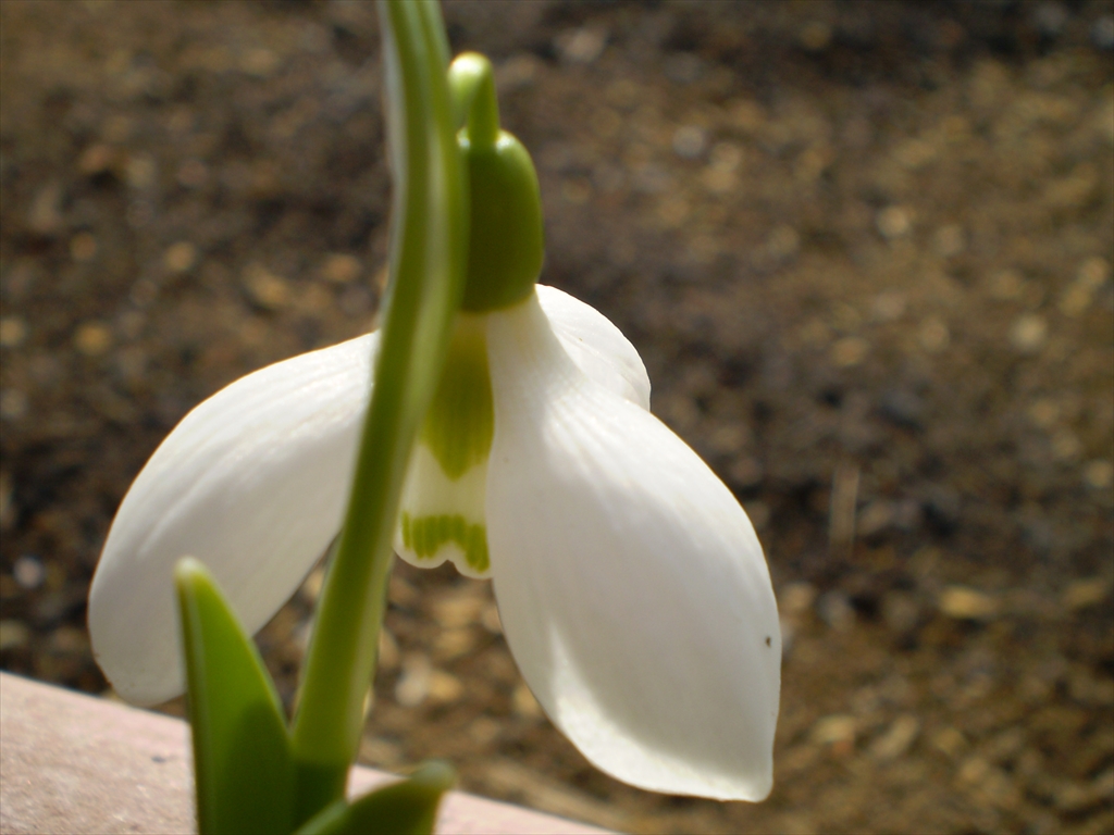 スノードロップ 花から花へ